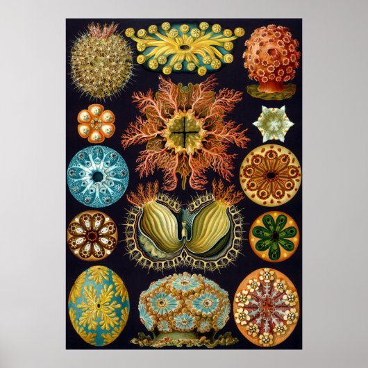 Ascidiae by Ernst Haeckel, Marine Animals ポスター (正面)