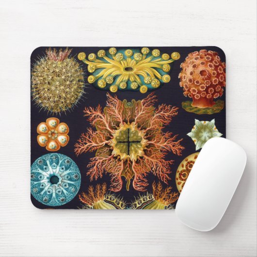 Ascidiae by Ernst Haeckel, Marine Animals マウスパッド (マウス)