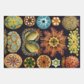 Ascidiae by Ernst Haeckel, Marine Animals ラッピングペーパーシート (正面)