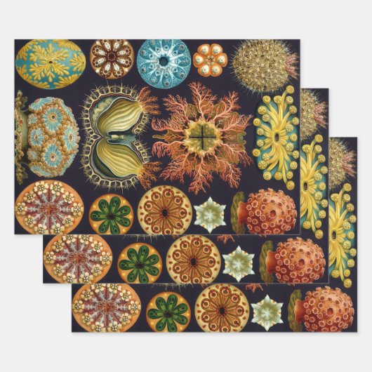 Ascidiae by Ernst Haeckel, Marine Animals ラッピングペーパーシート (セット)
