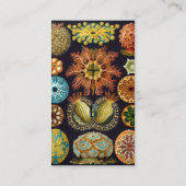 Ascidiae by Ernst Haeckel, Marine Animals 名刺 (裏面)