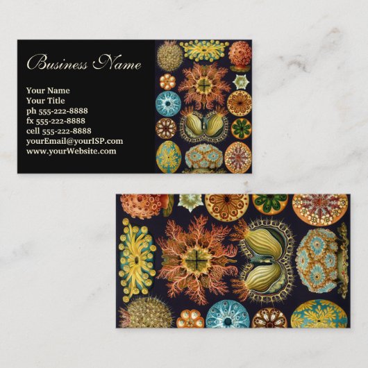 Ascidiae by Ernst Haeckel, Marine Animals 名刺 (正面/裏面)