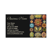 Ascidiae by Ernst Haeckel, Marine Animals