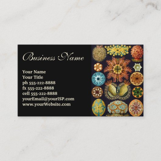 Ascidiae by Ernst Haeckel, Marine Animals 名刺 (正面)