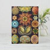 Ascidiae by Ernst Haeckel, Marine Animals 招待状 (スタンド正面)