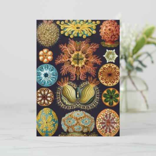 Ascidiae by Ernst Haeckel, Marine Animals 招待状 (スタンド正面)