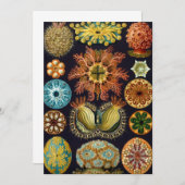 Ascidiae by Ernst Haeckel, Marine Animals 招待状 (正面/裏面)