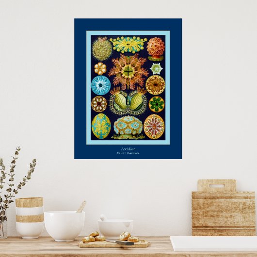 Ascidiae ~ Ernst Haeckel ポスター (キッチン)