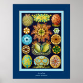 Ascidiae ~ Ernst Haeckel ポスター (正面)