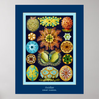 Ascidiae ~ Ernst Haeckel ポスター