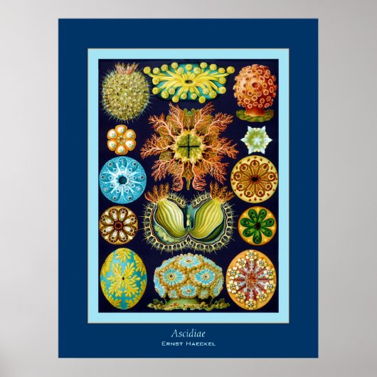Ascidiae ~ Ernst Haeckel ポスター (正面)