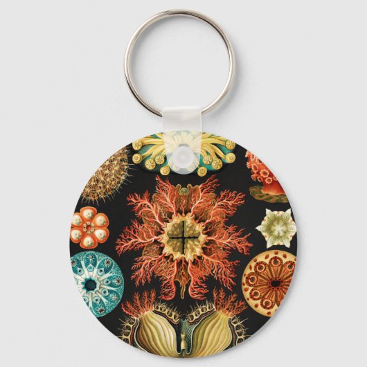 Ascidiae, Seescheiden Marine Life by Ernst Haeckel キーホルダー (正面)