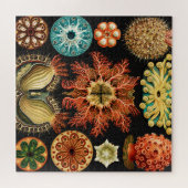 Ascidiae, Seescheiden Marine Life by Ernst Haeckel ジグソーパズル (横)