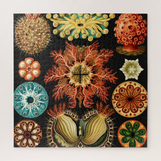 Ascidiae, Seescheiden Marine Life by Ernst Haeckel ジグソーパズル (縦)