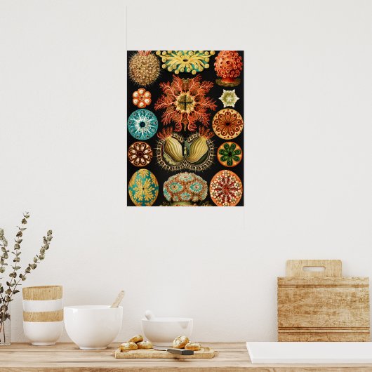 Ascidiae, Seescheiden Marine Life by Ernst Haeckel ポスター (キッチン)