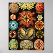 Ascidiae, Seescheiden Marine Life by Ernst Haeckel ポスター (正面)