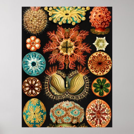 Ascidiae, Seescheiden Marine Life by Ernst Haeckel ポスター (正面)