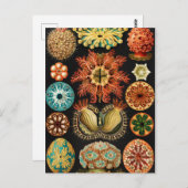 Ascidiae, Seescheiden Marine Life by Ernst Haeckel ポストカード (正面/裏面)
