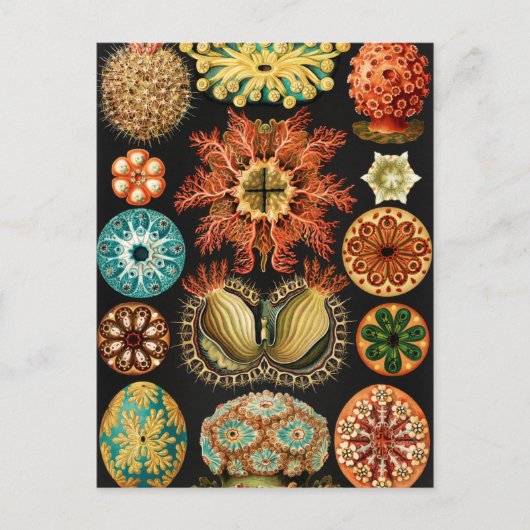 Ascidiae, Seescheiden Marine Life by Ernst Haeckel ポストカード (正面)