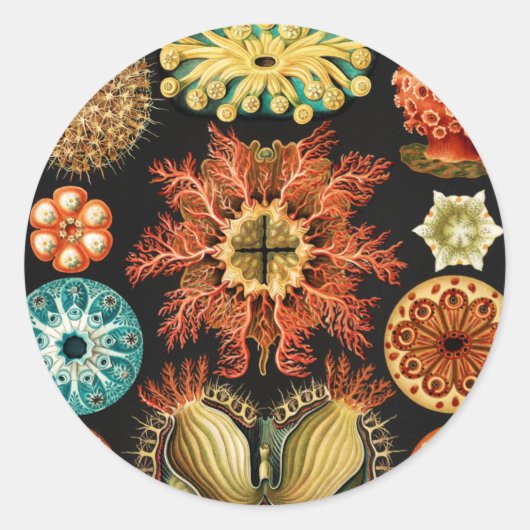 Ascidiae, Seescheiden Marine Life by Ernst Haeckel ラウンドシール (正面)