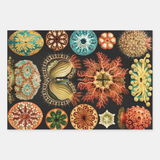 Ascidiae, Seescheiden Marine Life by Ernst Haeckel ラッピングペーパーシート (正面)