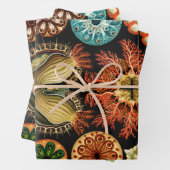 Ascidiae, Seescheiden Marine Life by Ernst Haeckel ラッピングペーパーシート (インサイチュ)