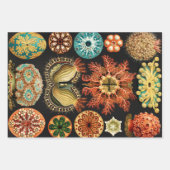 Ascidiae, Seescheiden Marine Life by Ernst Haeckel ラッピングペーパーシート (正面3)