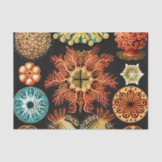 Ascidiae, Seescheiden Marine Life by Ernst Haeckel 薄葉紙 (正面)