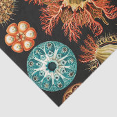Ascidiae, Seescheiden Marine Life by Ernst Haeckel 薄葉紙 (詳細)