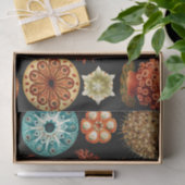 Ascidiae, Seescheiden Marine Life by Ernst Haeckel 薄葉紙 (ギフト)