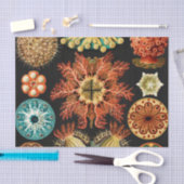 Ascidiae, Seescheiden Marine Life by Ernst Haeckel 薄葉紙 (クラフト)