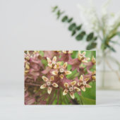 Asclépiadeのコミューン ポストカード (スタンド正面)