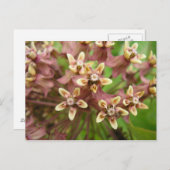 Asclépiadeのコミューン ポストカード (正面/裏面)