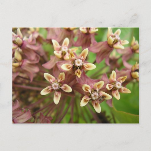 Asclépiadeのコミューン ポストカード (正面)