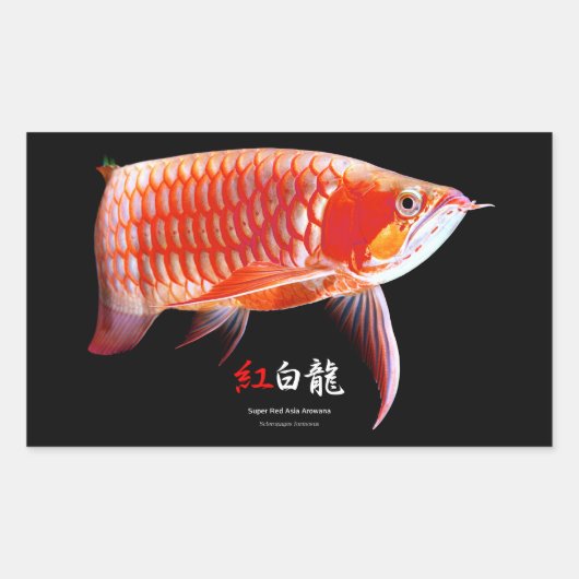 Asian Arowana の優良製品 長方形シール (正面)