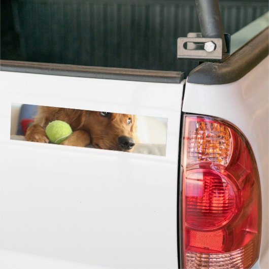 ASPCA犬 バンパーステッカー (トラック上)