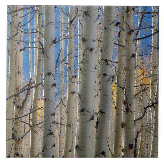 Aspen Groves | Colorado Rocky Mountains タイル (正面)
