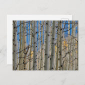 Aspen Groves | Colorado Rocky Mountains ポストカード (正面/裏面)