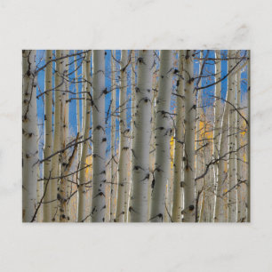 Aspen Groves   Colorado Rocky Mountains ポストカード