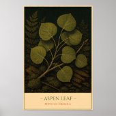 Aspen Leaf – Vintage Botanical Illustration ポスター (正面)