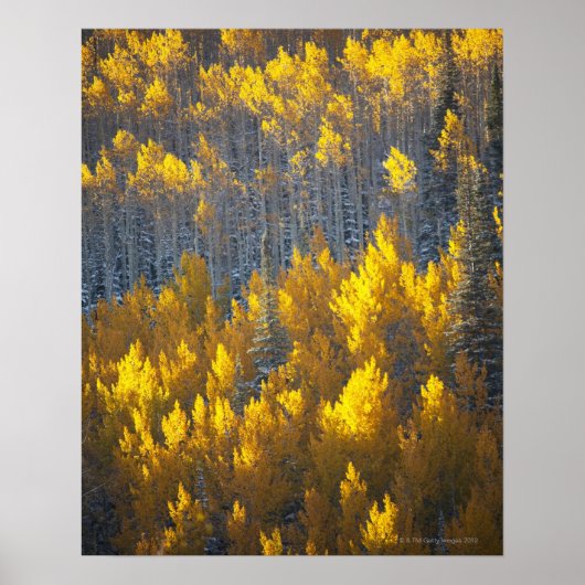 Aspen tree groves in fall colors and new ポスター (正面)
