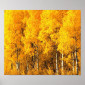 Aspen Trees in Colorado ポスター (正面)