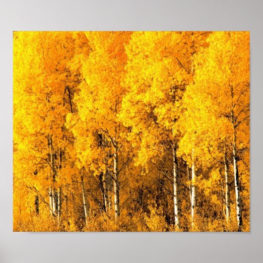 Aspen Trees in Colorado ポスター (正面)