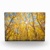 Aspen Trees | Sierra Nevada Mountains, CA フォトブロック (正面)