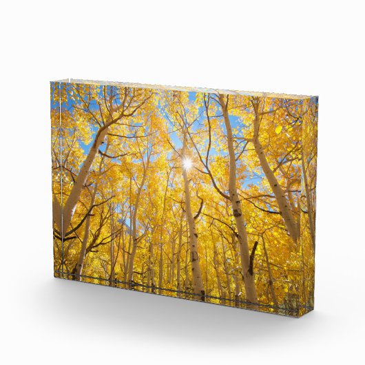 Aspen Trees | Sierra Nevada Mountains, CA フォトブロック (右)