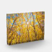 Aspen Trees | Sierra Nevada Mountains, CA フォトブロック (左)