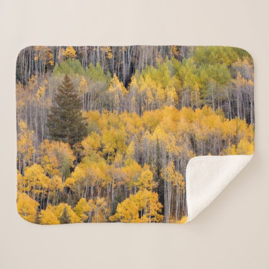 Aspen Trees | White River National Forest シェルパブランケット (正面(横))