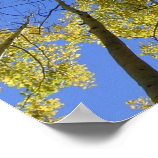 Aspens from Below print ポスター (角)
