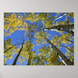 Aspens from Below print ポスター