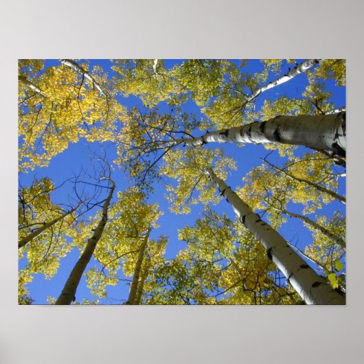 Aspens from Below print ポスター (正面)